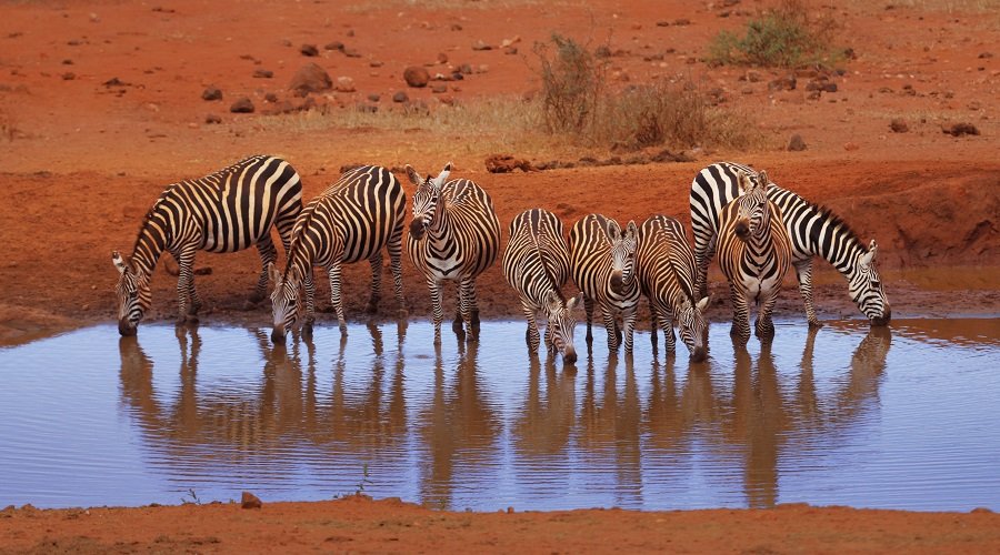 Family-Friendly Safari Tours: Best Options for Kids